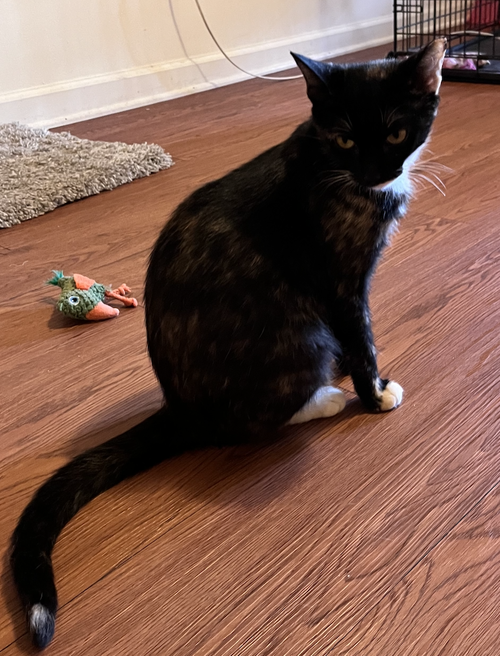 Onyx photo 3