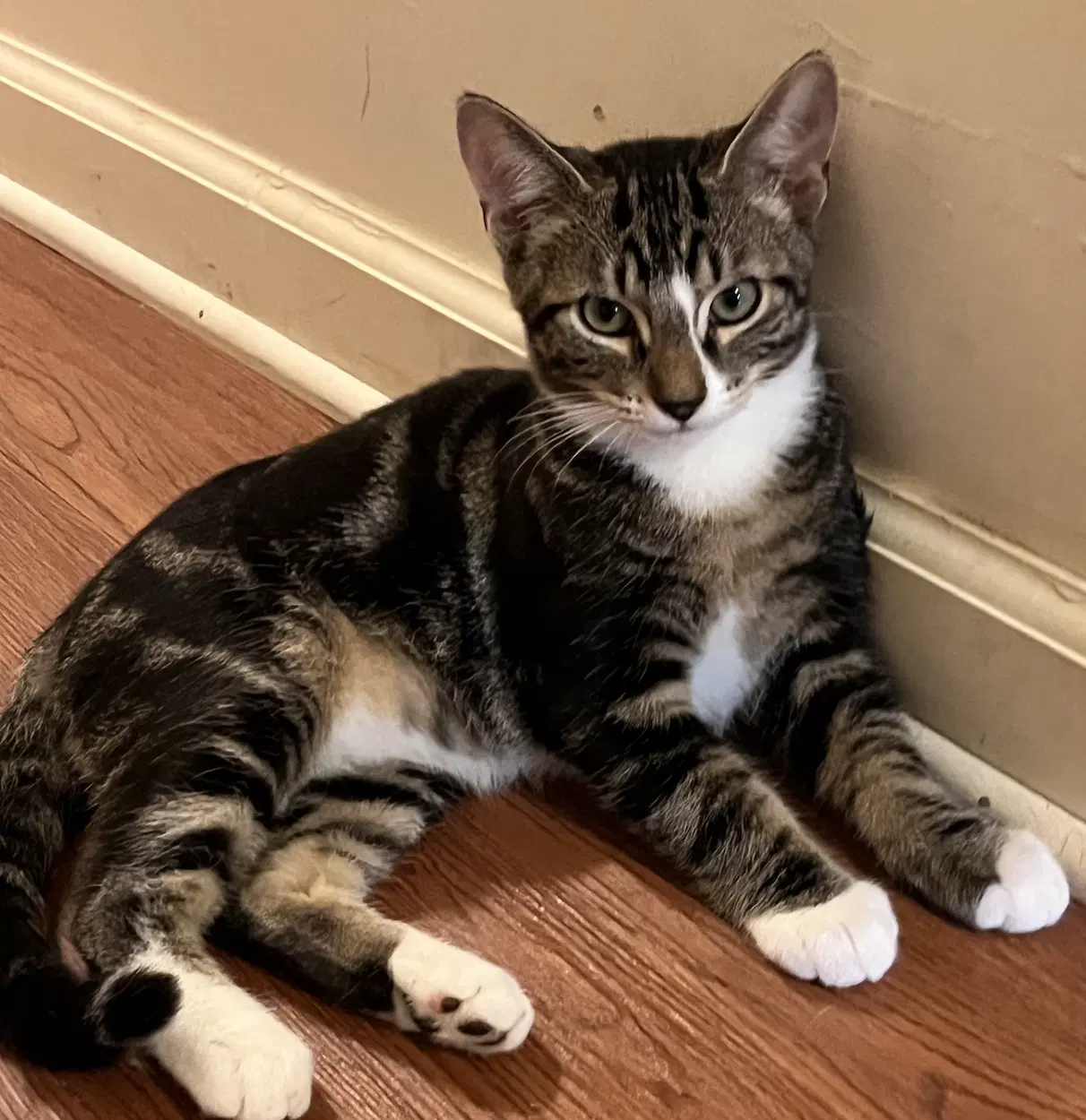 Ozzy - Domestic Short Hair