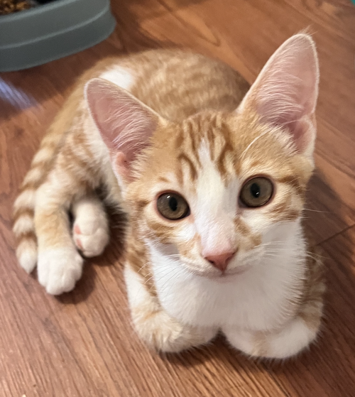 Copper