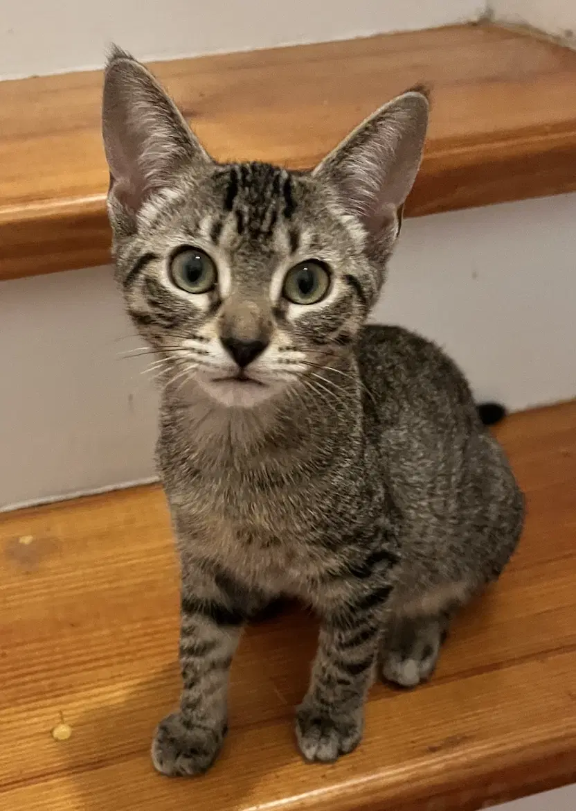 Flint - Domestic Short Hair