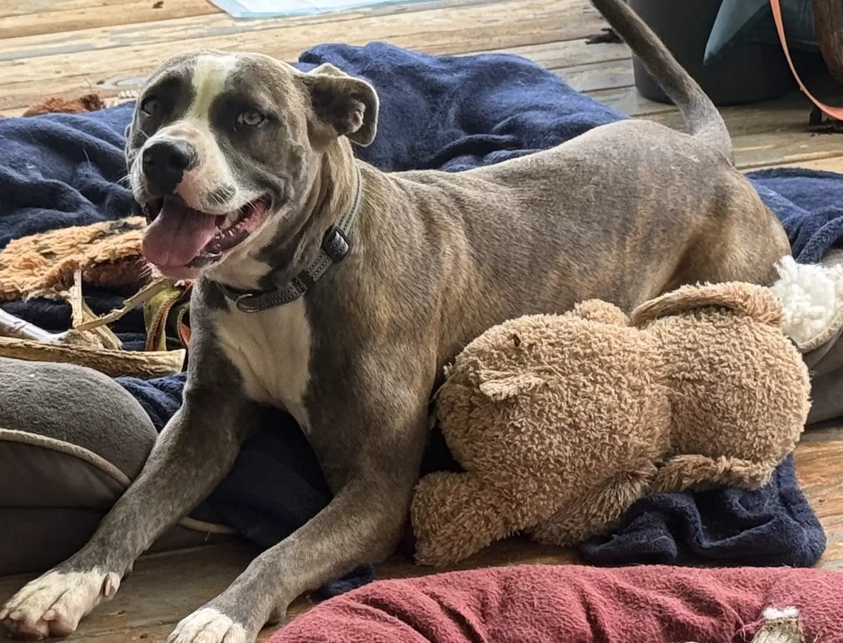 Brie - American Staffordshire Terrier
