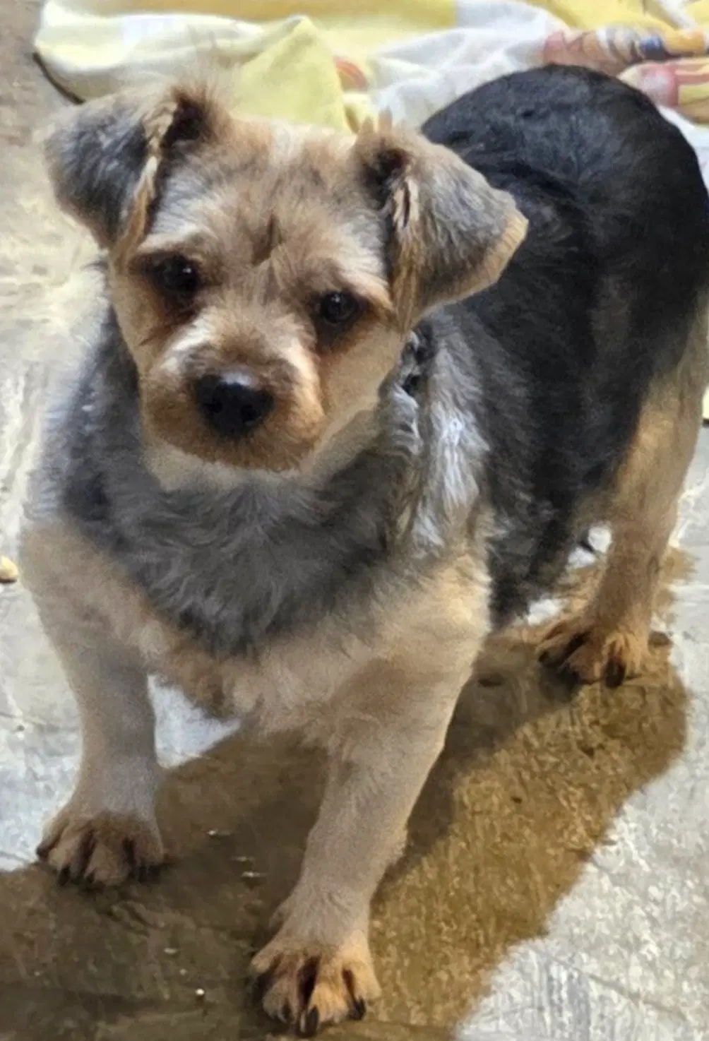 Tubby - Yorkshire Terrier Yorkie