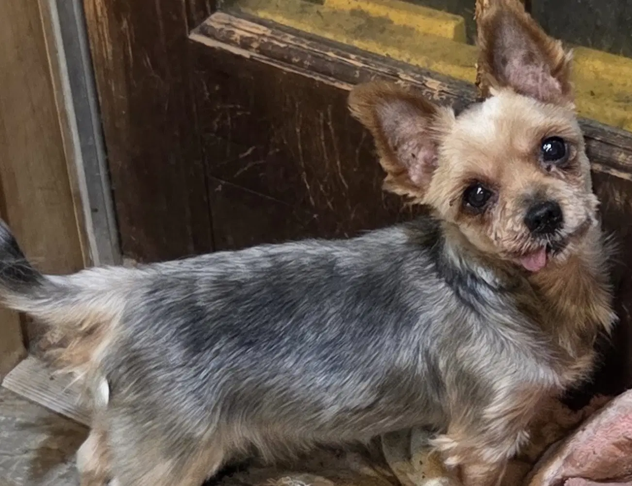 Honey Bunny - Yorkshire Terrier Yorkie