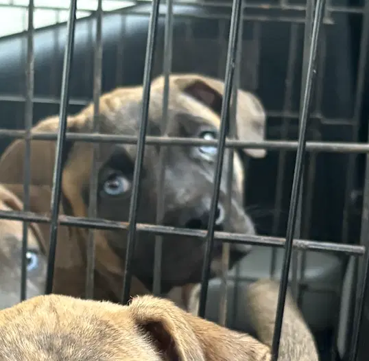 Bluey - Catahoula Leopard Dog