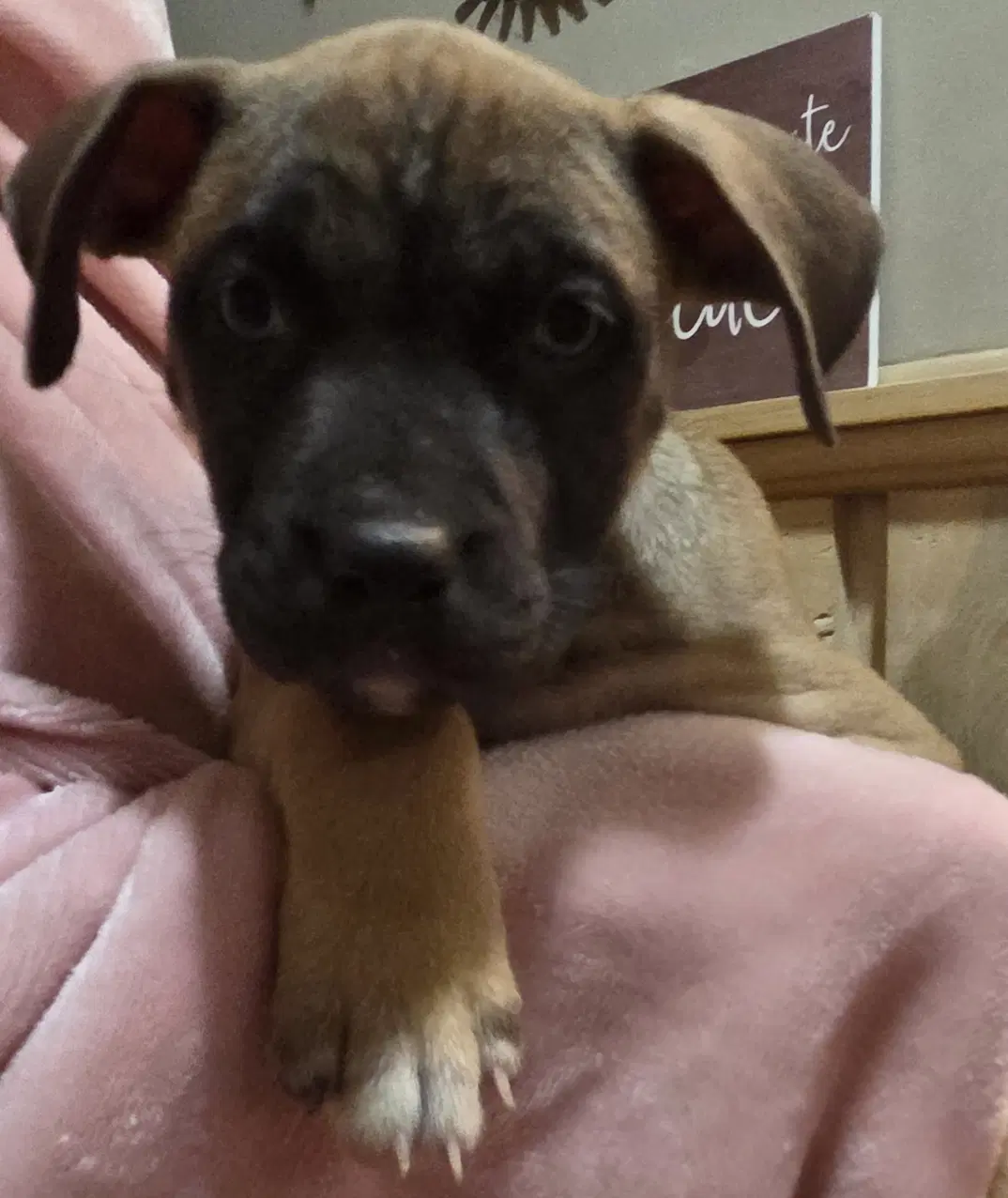 Bluey image 2