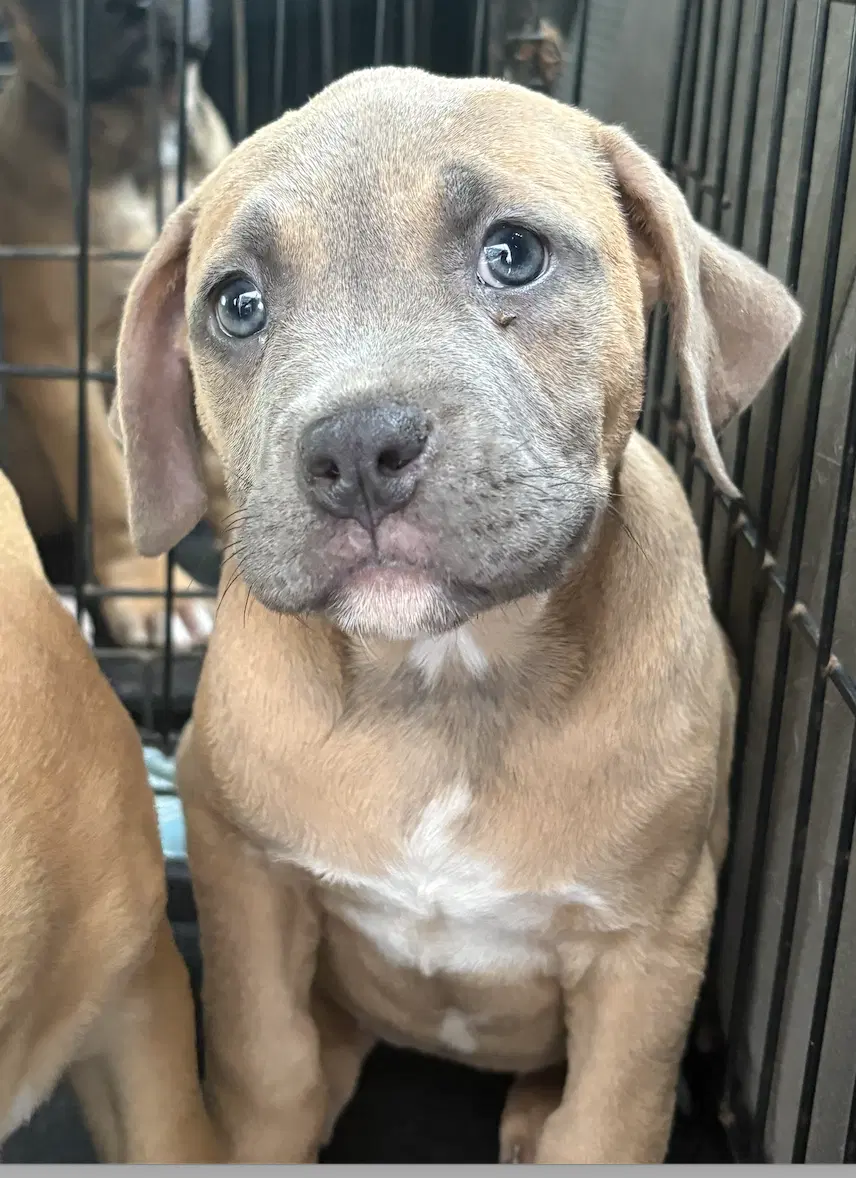 Willow - Catahoula Leopard Dog