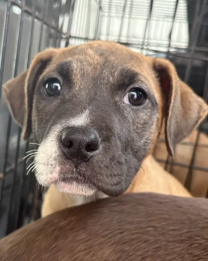Jasmine - Catahoula Leopard Dog