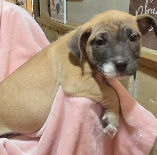 Baby Jasmine photo 2