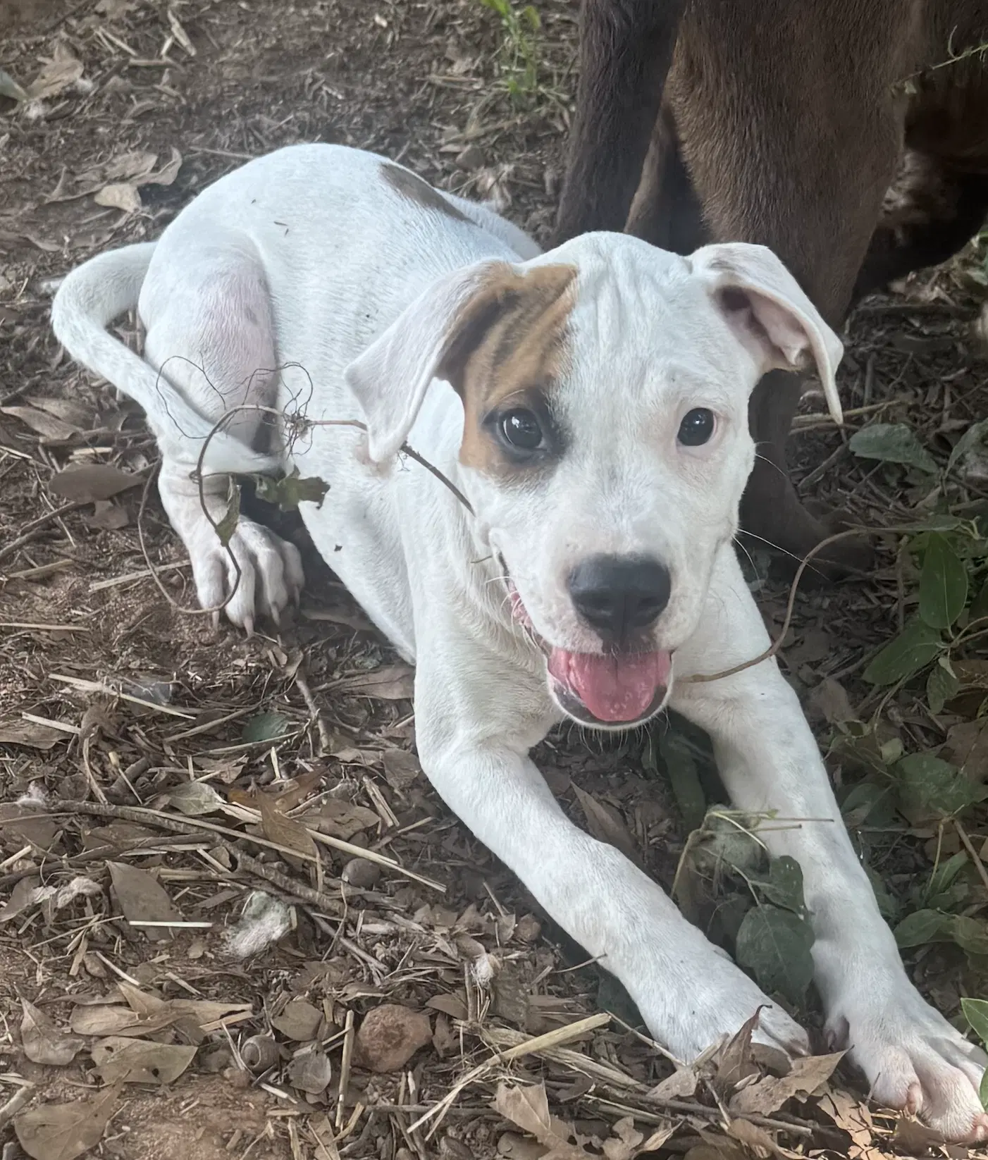 Tank - Boxer