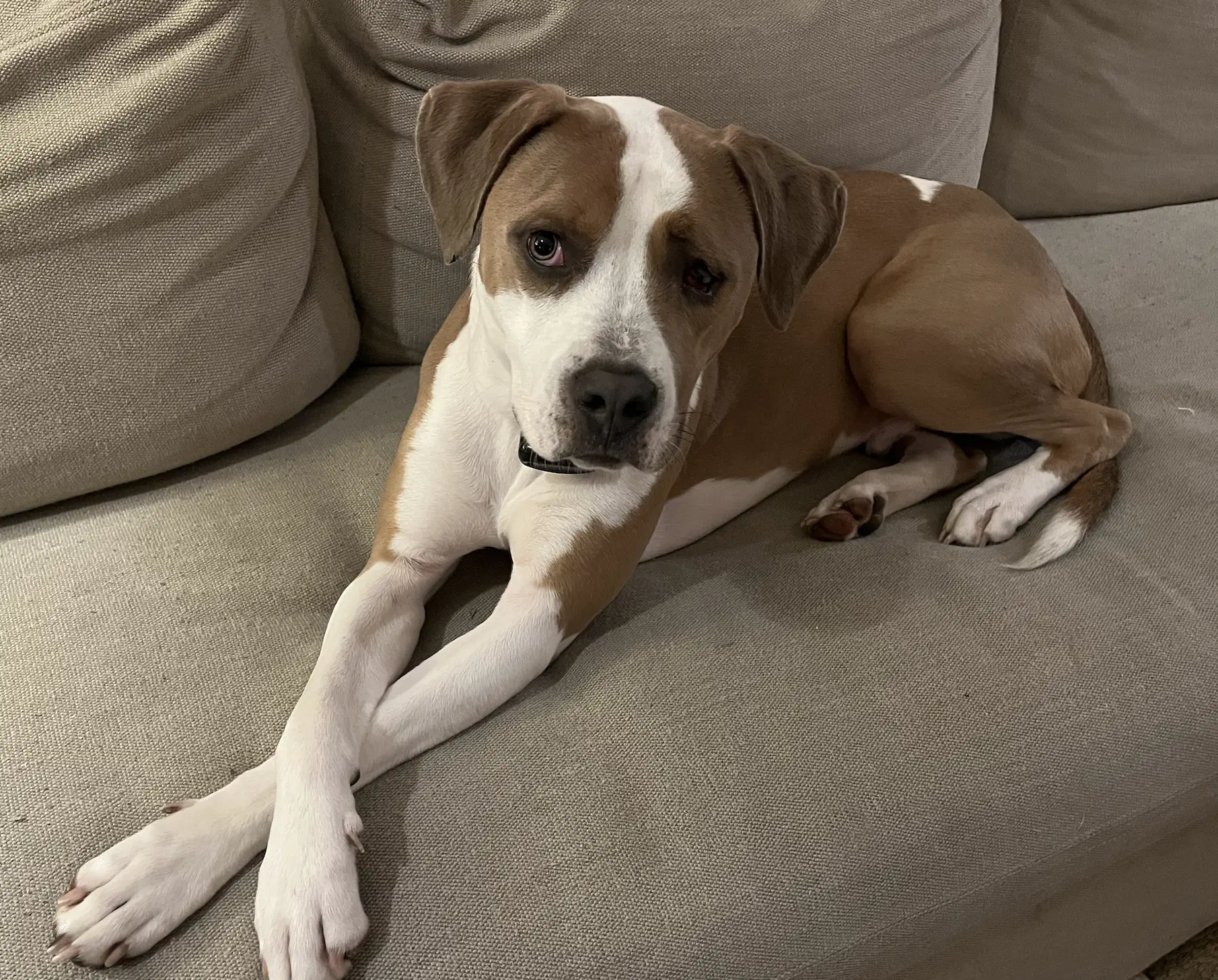 Norman Urgently Needs Foster Or Adopter - American Bulldog