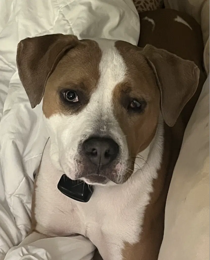 Norman Urgently Needs Foster Or Adopter image 2