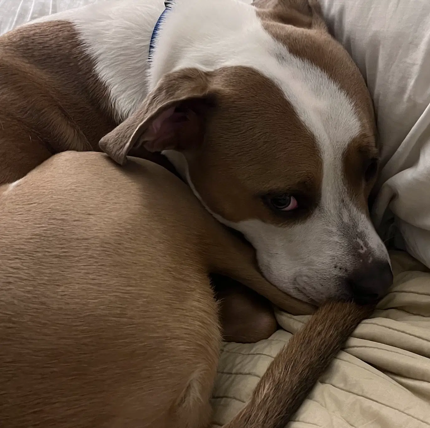 Norman Urgently Needs Foster Or Adopter image 3