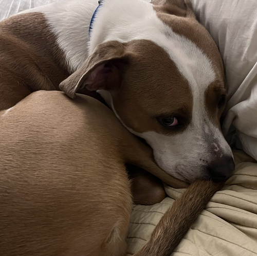 Norman Urgently needs Foster or Adopter photo 2