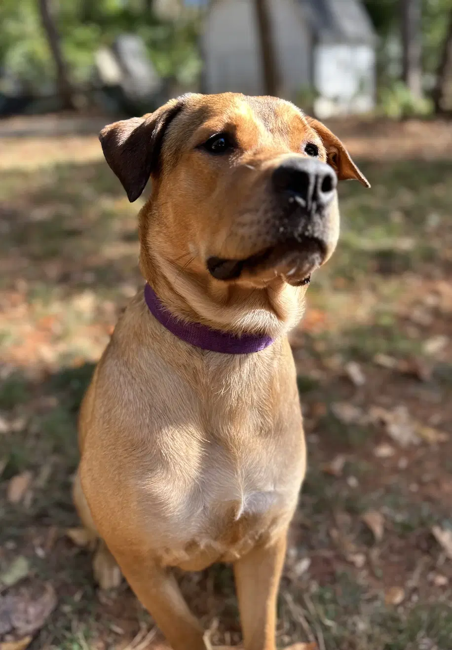 Spooks Urgently Needs A Foster Or Adopter image 2