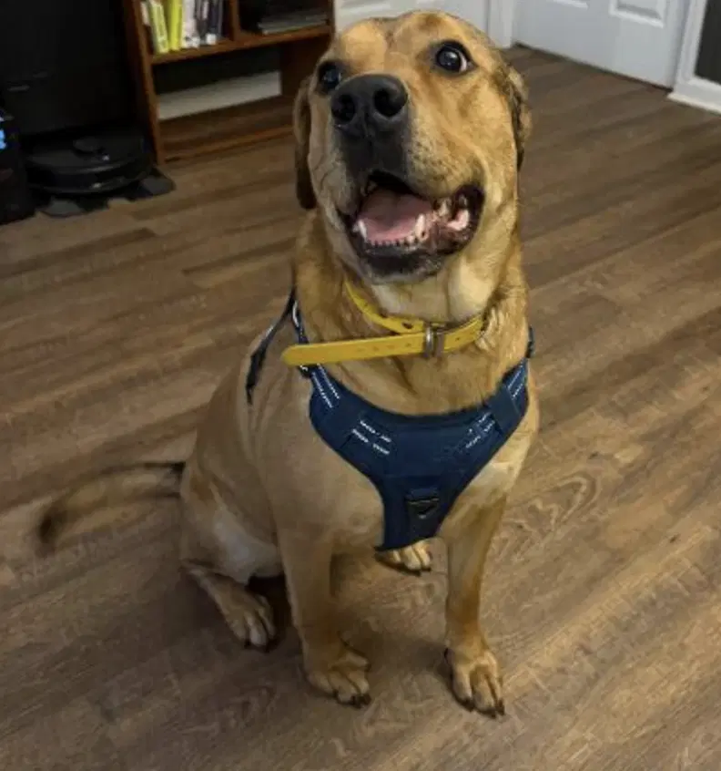 Spooks Urgently Needs A Foster Or Adopter - Shepherd