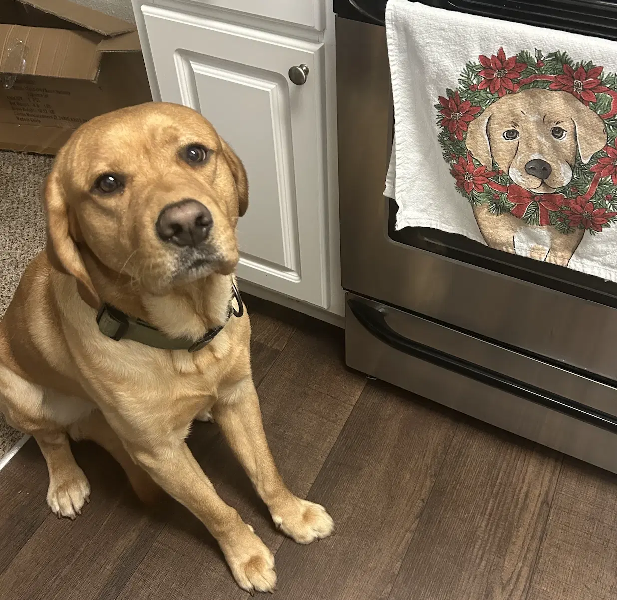 Marley Urgently Needs Foster Or Adopter - Golden Retriever