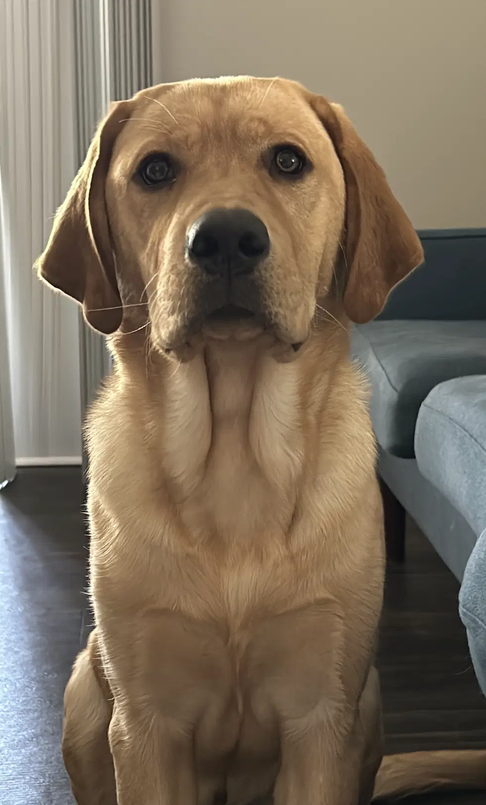 Marley Urgently Needs Foster Or Adopter image 2