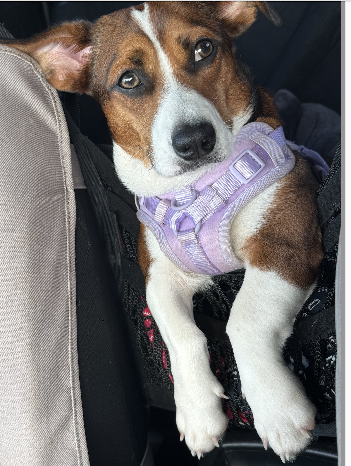 Bella, Dachshund