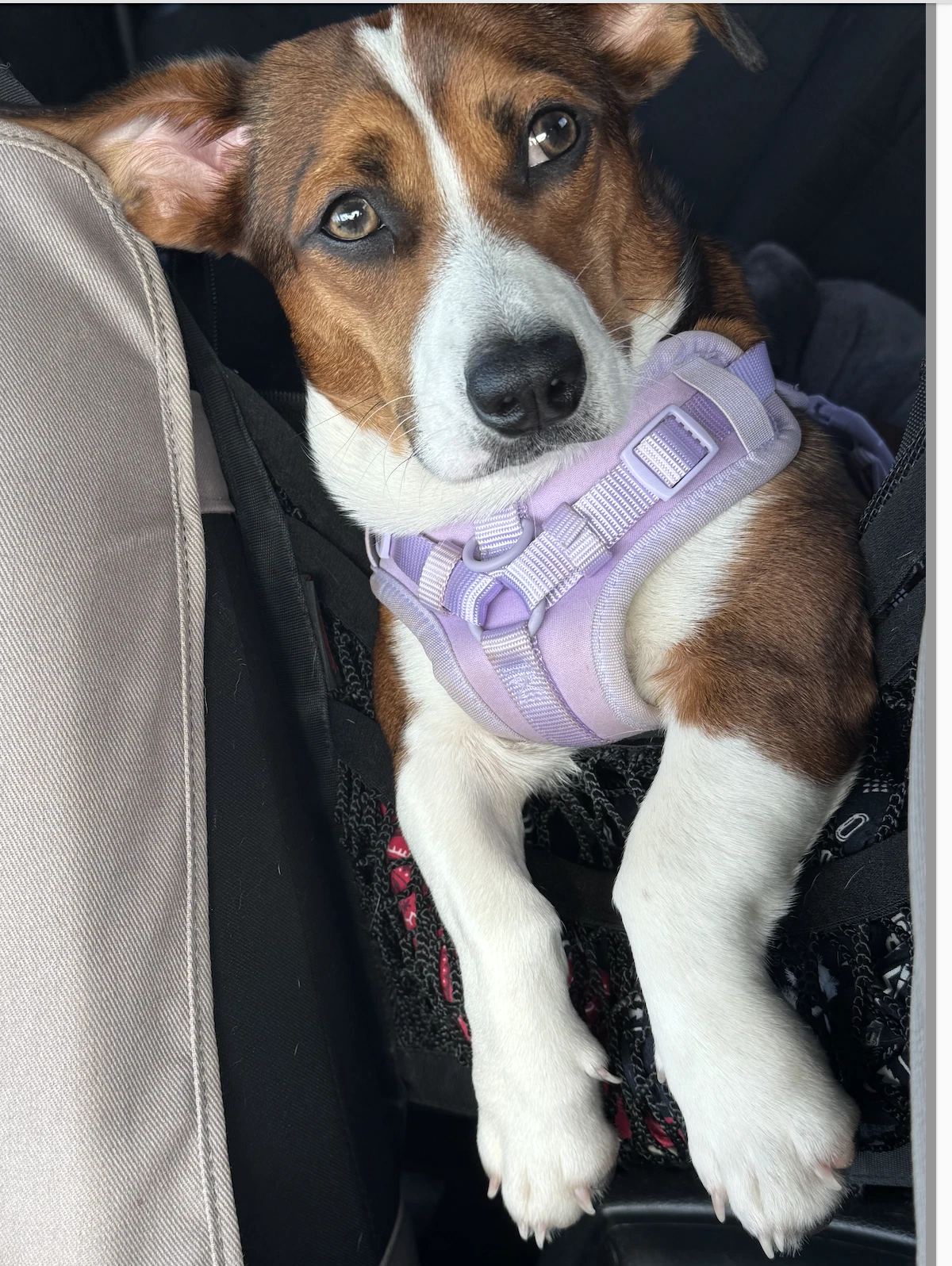 Bella