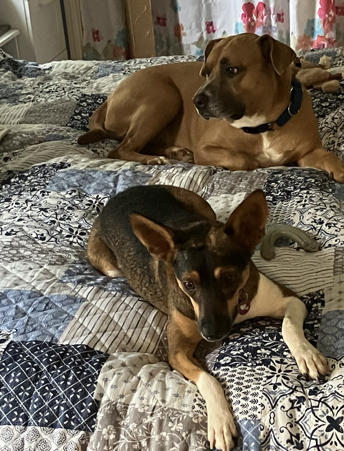 Penelope, a dog for adoption from Doggie Harmony