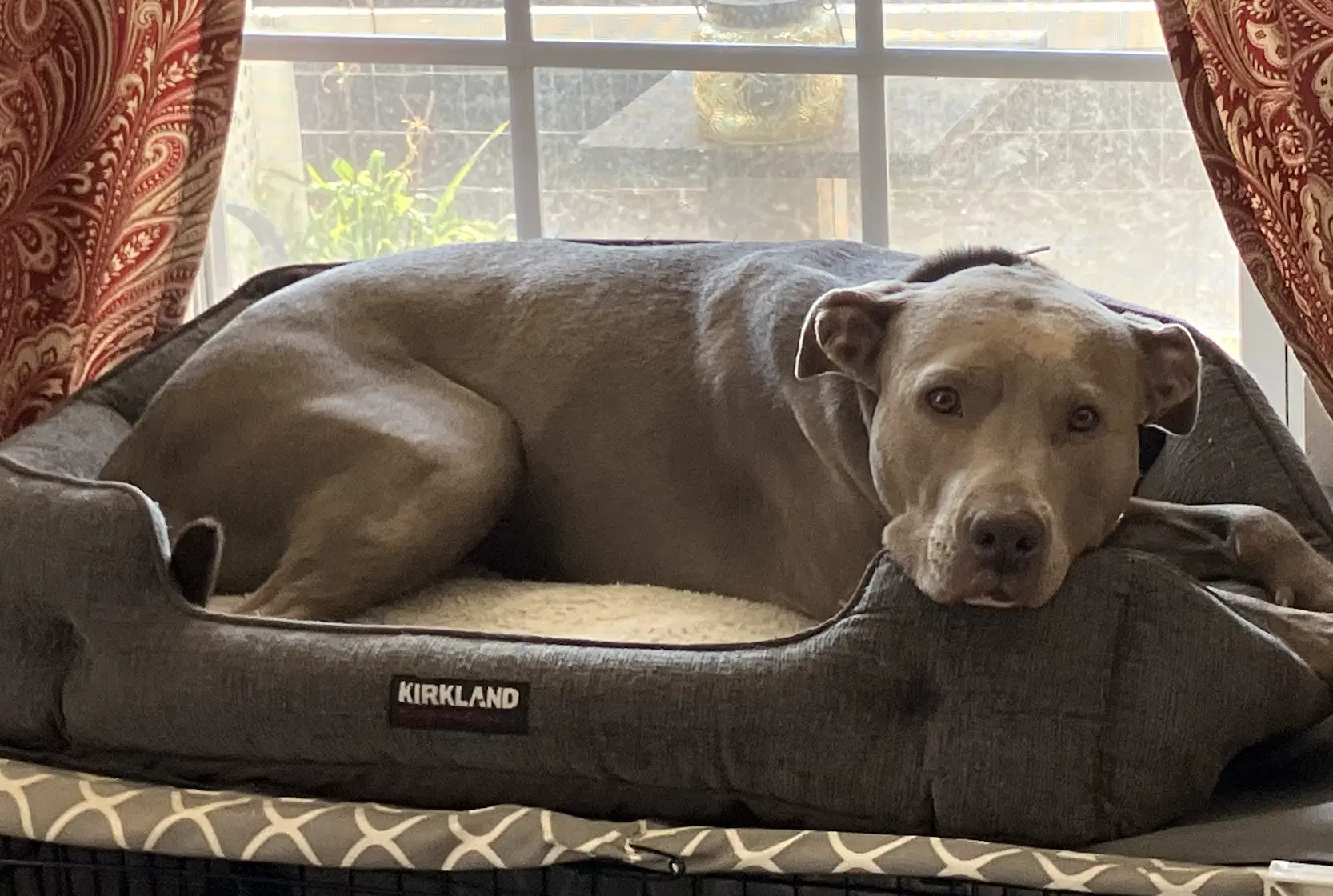 Joy - American Staffordshire Terrier