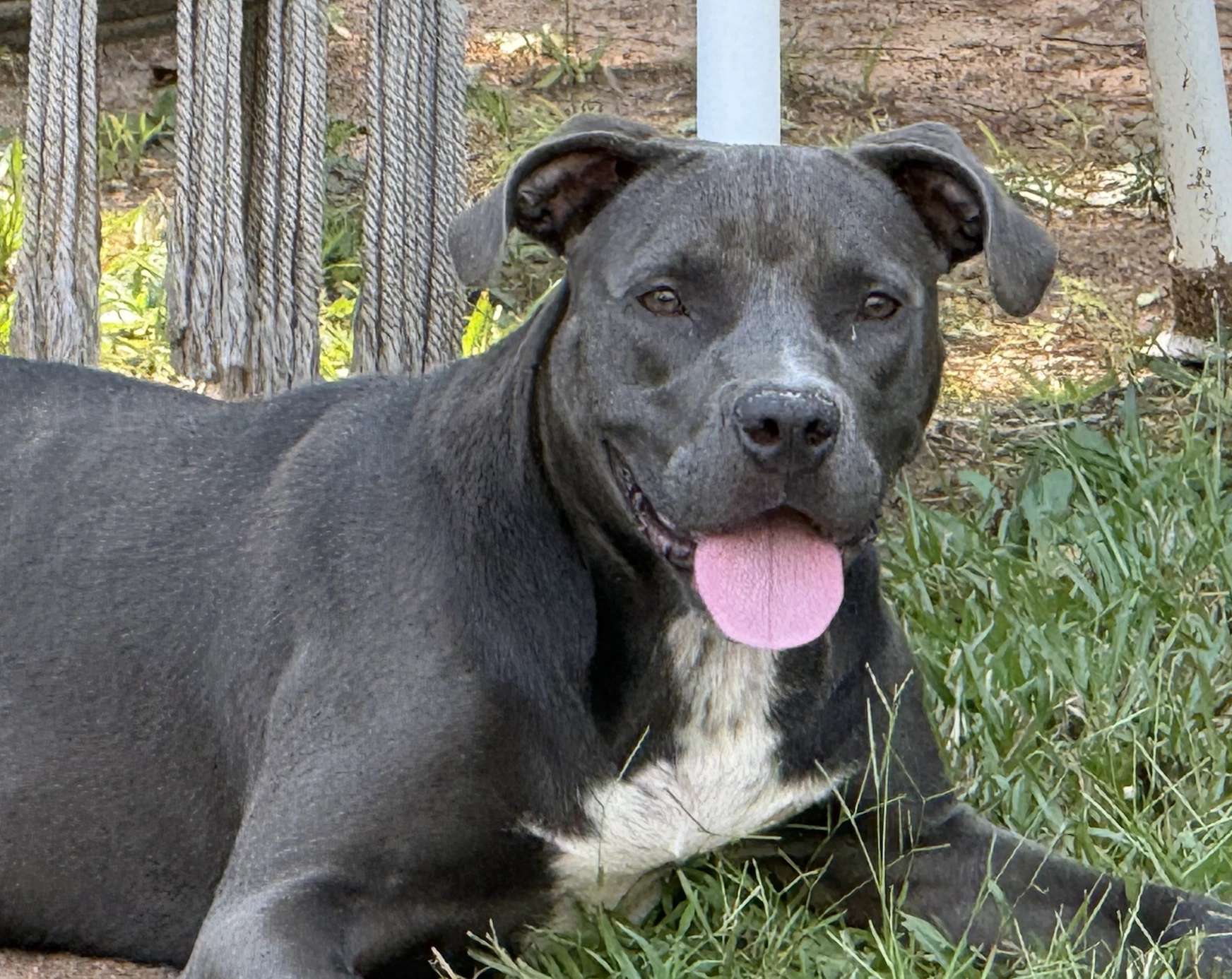 Fireheart Desperately Needs Fosteradopter
