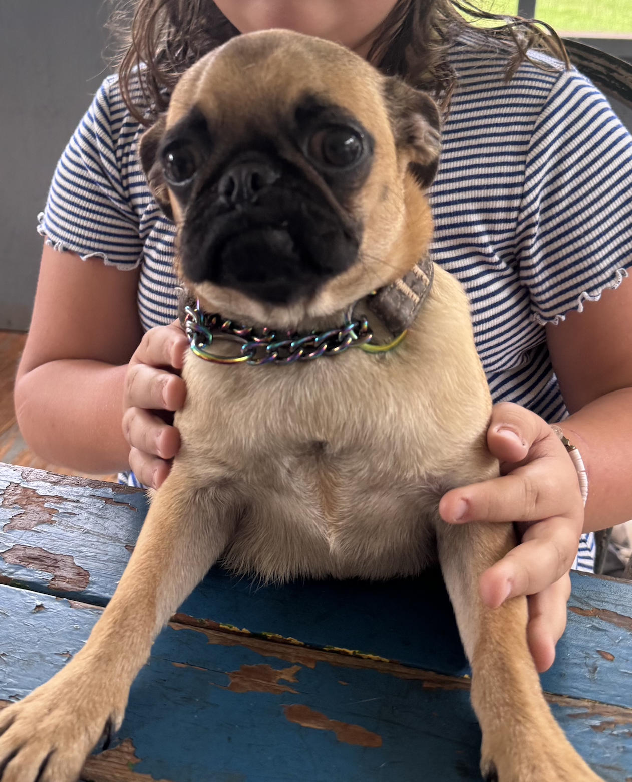 Gertie, Pug