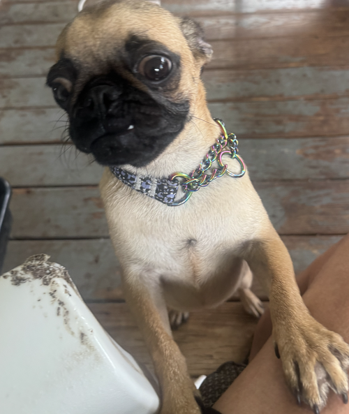 Photo 2 of Gertie