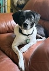 Winnie Urgently needs foster or adopter, Pointer