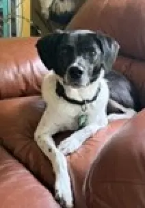 Winnie Urgently Needs Foster Or Adopter - Pointer