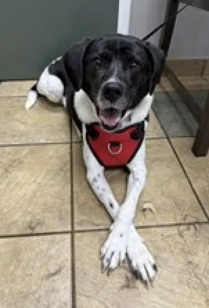 Winnie Urgently Needs Foster Or Adopter image 2