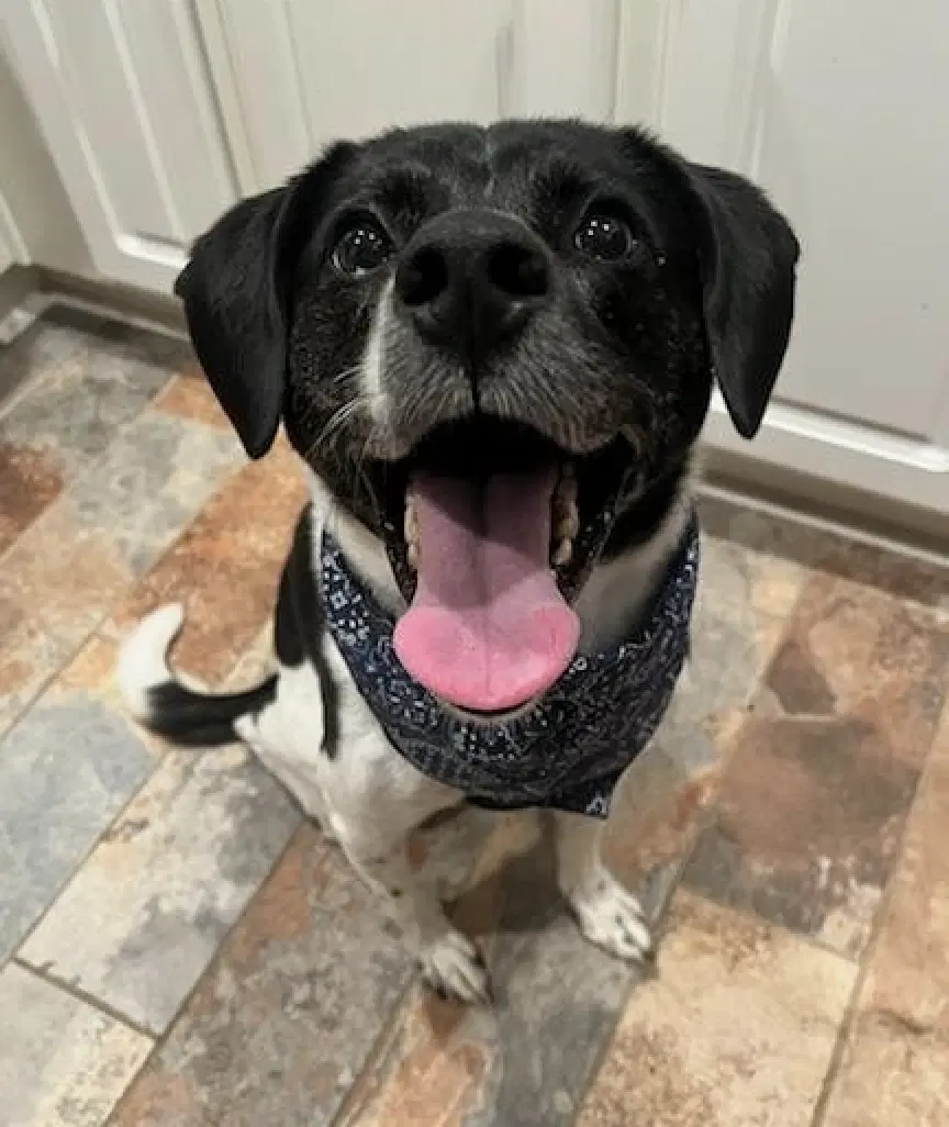 Winnie Urgently Needs Foster Or Adopter image 3