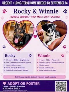 Winnie Urgently Needs Foster Or Adopter image 4