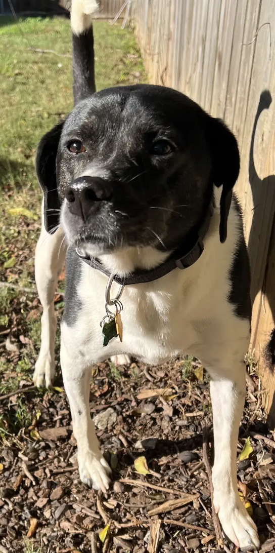 Winnie Urgently needs foster or adopter, photo 2