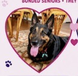 Rocky Urgently needs foster or adopter, a dog for adoption from Doggie Harmony