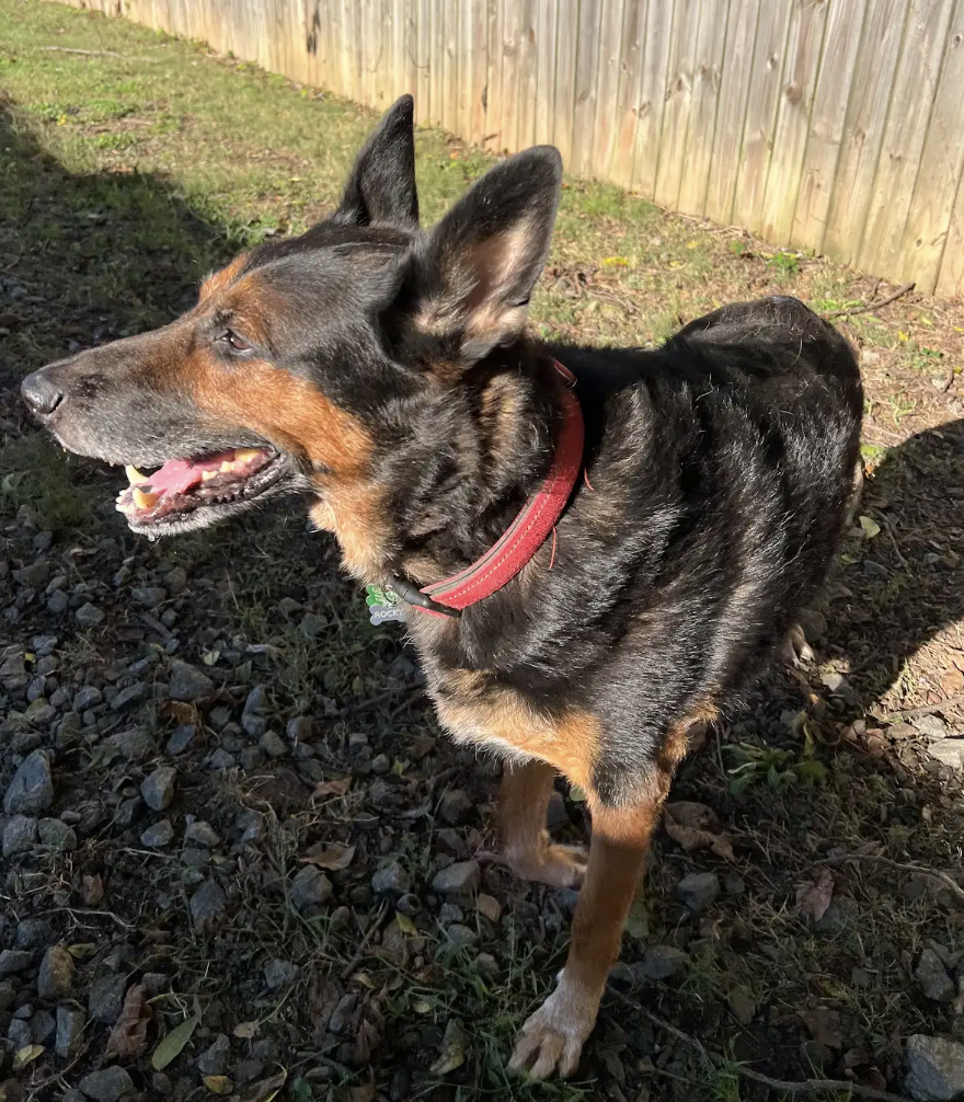 Rocky Urgently needs foster or adopter