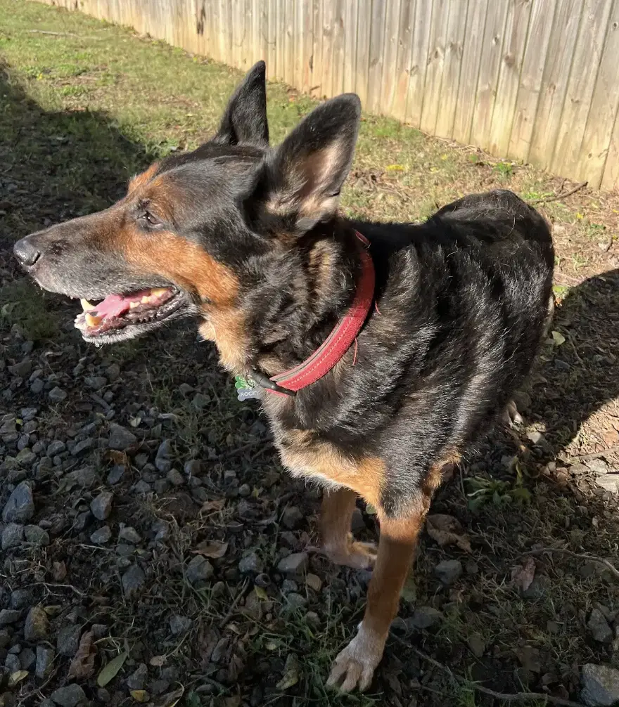 Rocky Urgently Needs Foster Or Adopter - German Shepherd Dog
