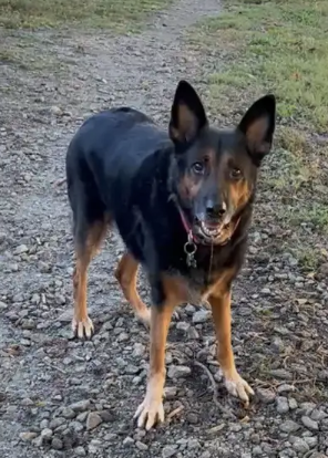 Rocky Urgently needs foster or adopter, photo 2