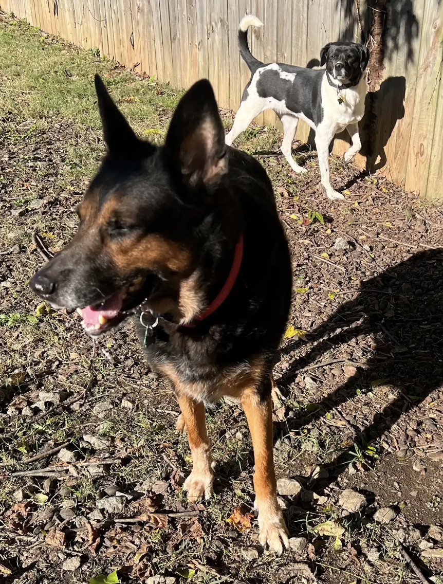 Rocky Urgently needs foster or adopter, photo 3