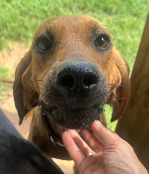 Clifford, a dog for adoption from Doggie Harmony