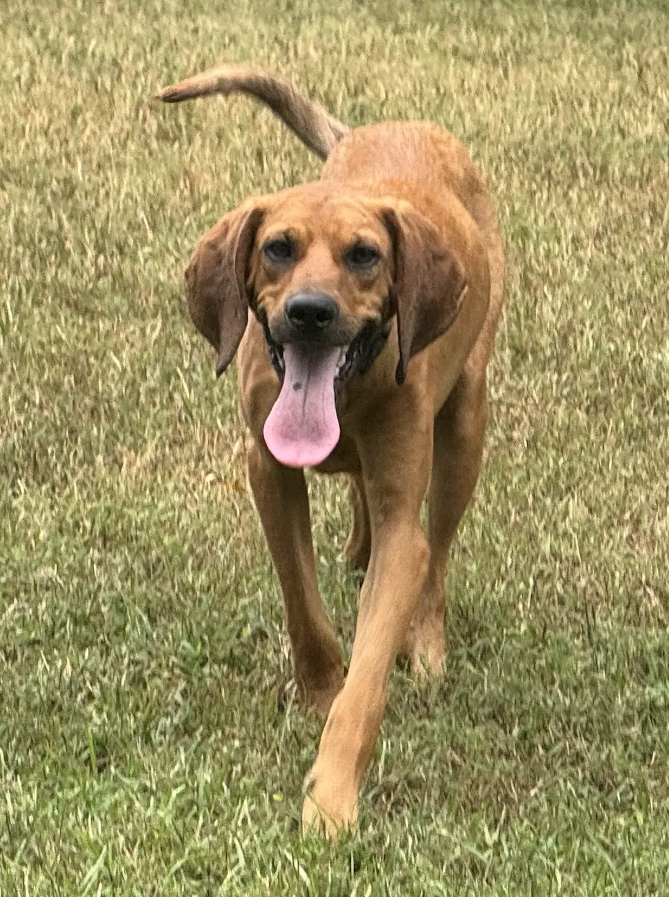 Clifford image 2
