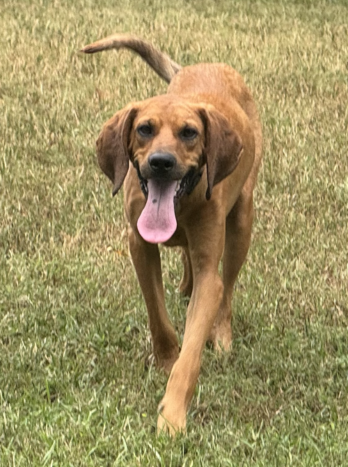 Photo 2 of Clifford