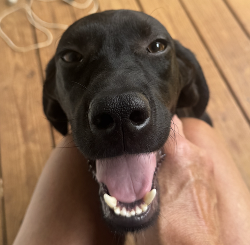 Stryker, a dog for adoption from Doggie Harmony