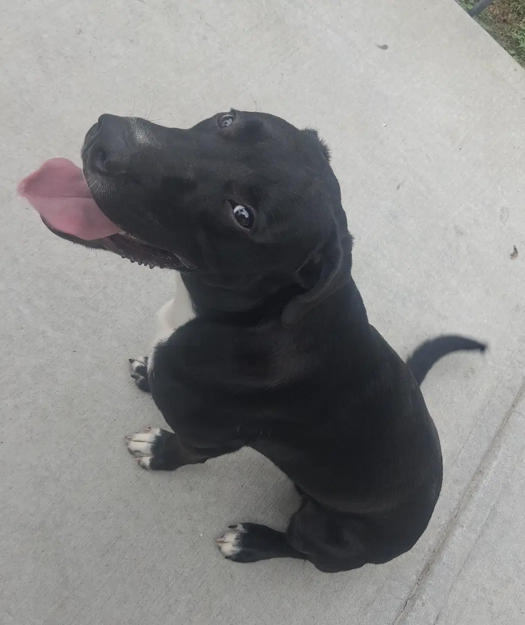 Skat - Great Dane