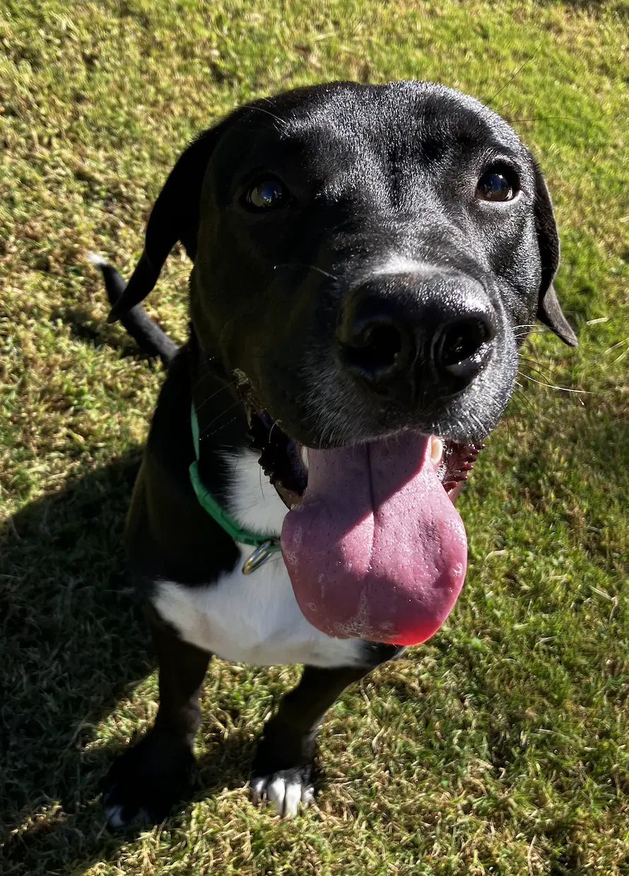 Skat - Great Dane