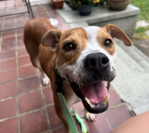 Ivonne, a dog for adoption from Doggie Harmony