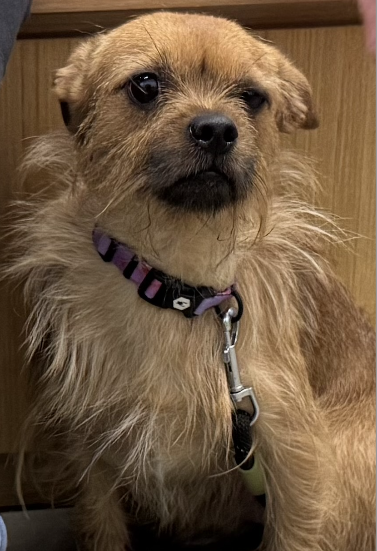 Rufus
