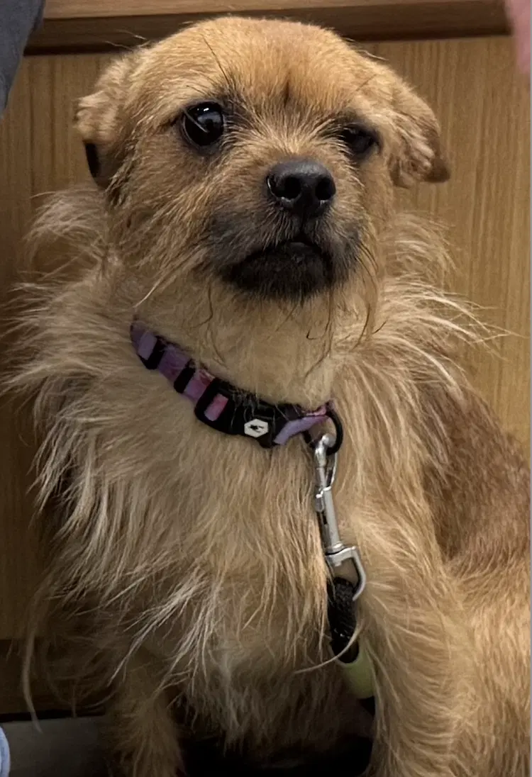 Rufus - Border Terrier