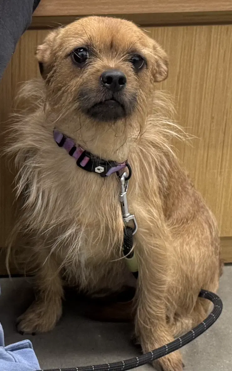 Rufus image 3