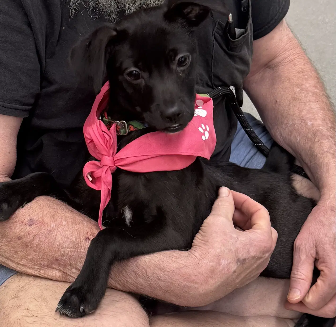 Cookie Lee - Rat Terrier